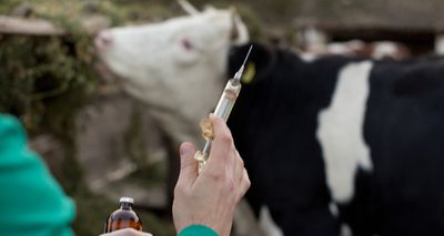 Trials underway for new bTB cattle vaccine